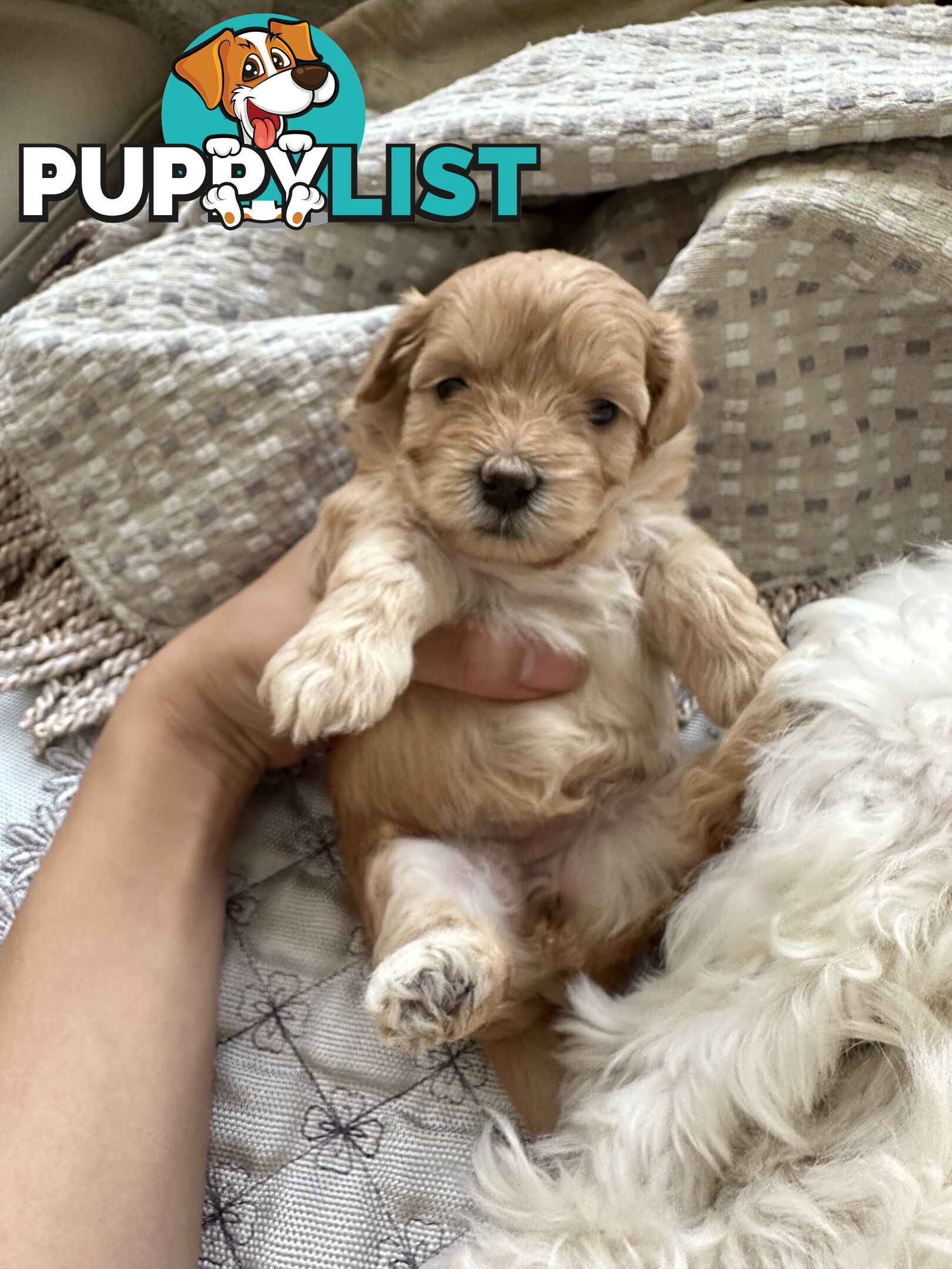 Maltipoo / moodle puppies for sale | Maltese + Toy Poodle