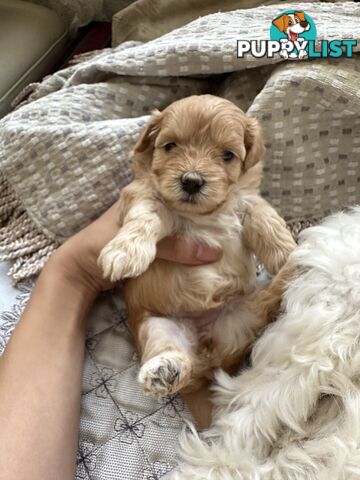 Maltipoo / moodle puppies for sale | Maltese + Toy Poodle