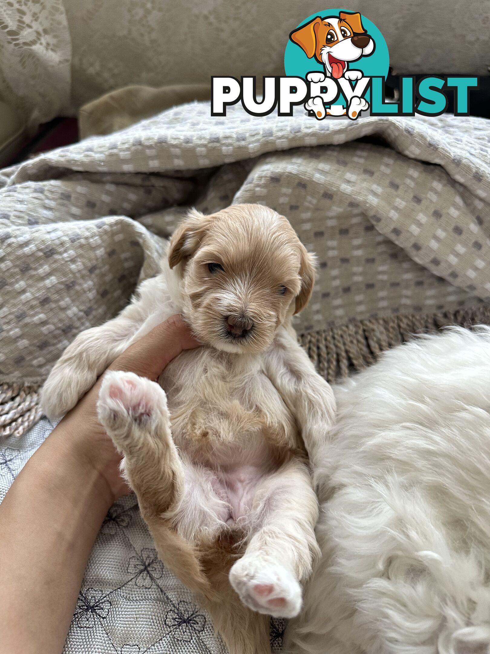 Maltipoo / moodle puppies for sale | Maltese + Toy Poodle