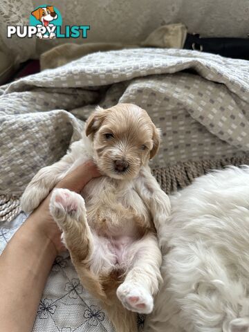 Maltipoo / moodle puppies for sale | Maltese + Toy Poodle