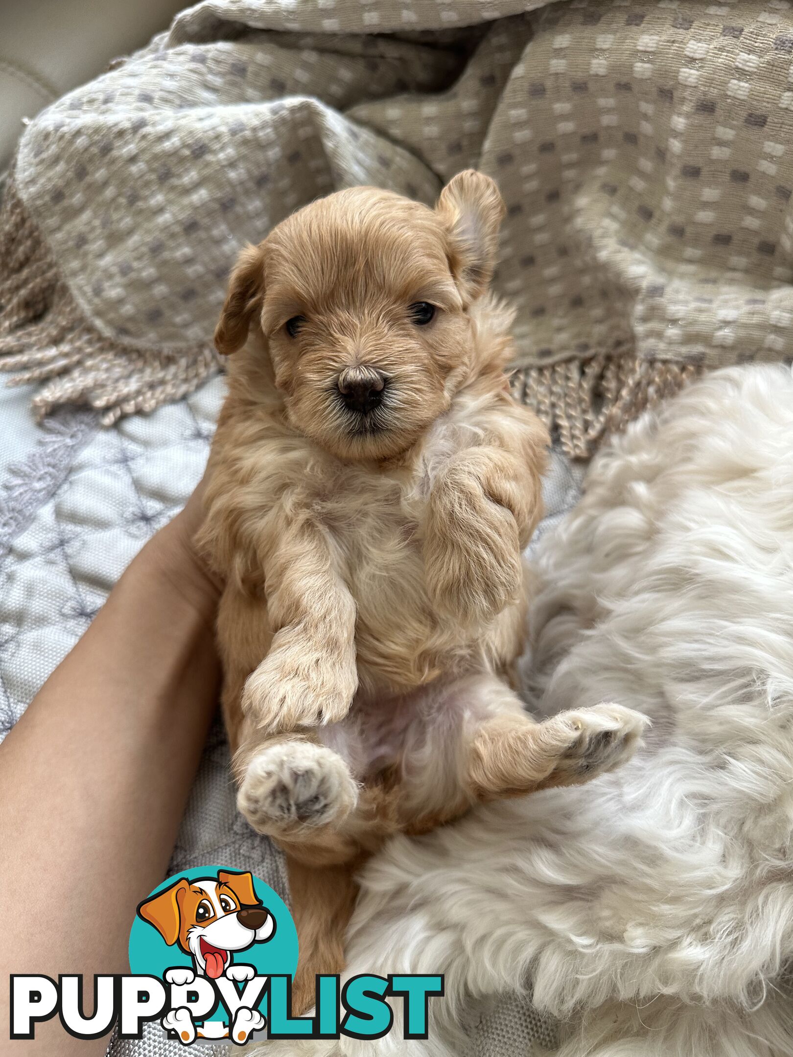 Maltipoo / moodle puppies for sale | Maltese + Toy Poodle