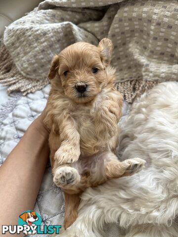 Maltipoo / moodle puppies for sale | Maltese + Toy Poodle