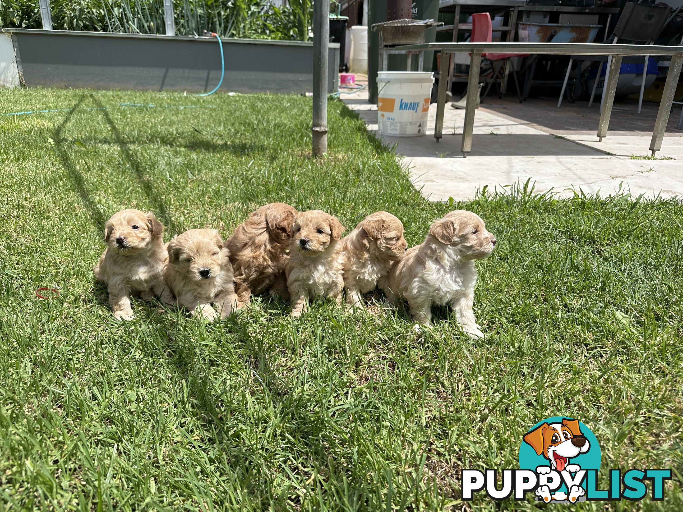 Maltipoo / moodle puppies for sale | Maltese + Toy Poodle