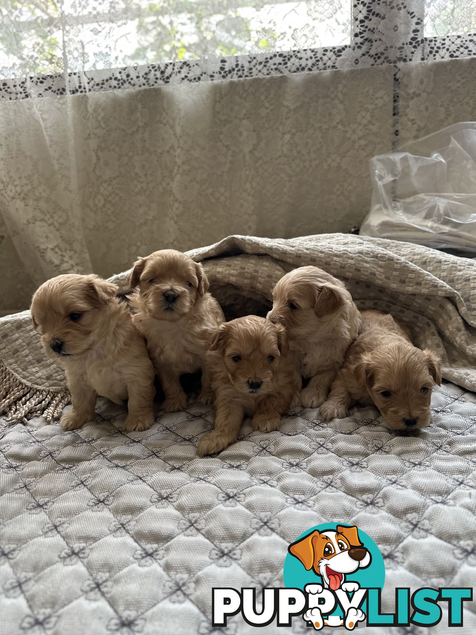 Maltipoo / moodle puppies for sale | Maltese + Toy Poodle