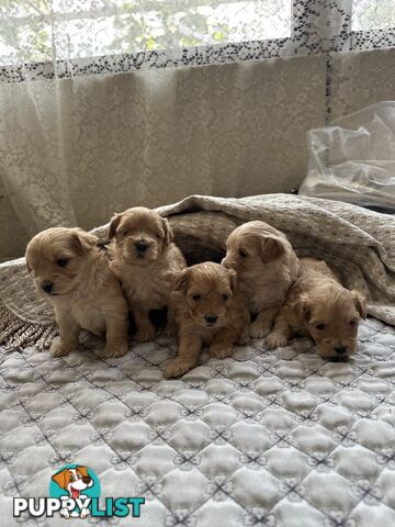 Maltipoo / moodle puppies for sale | Maltese + Toy Poodle