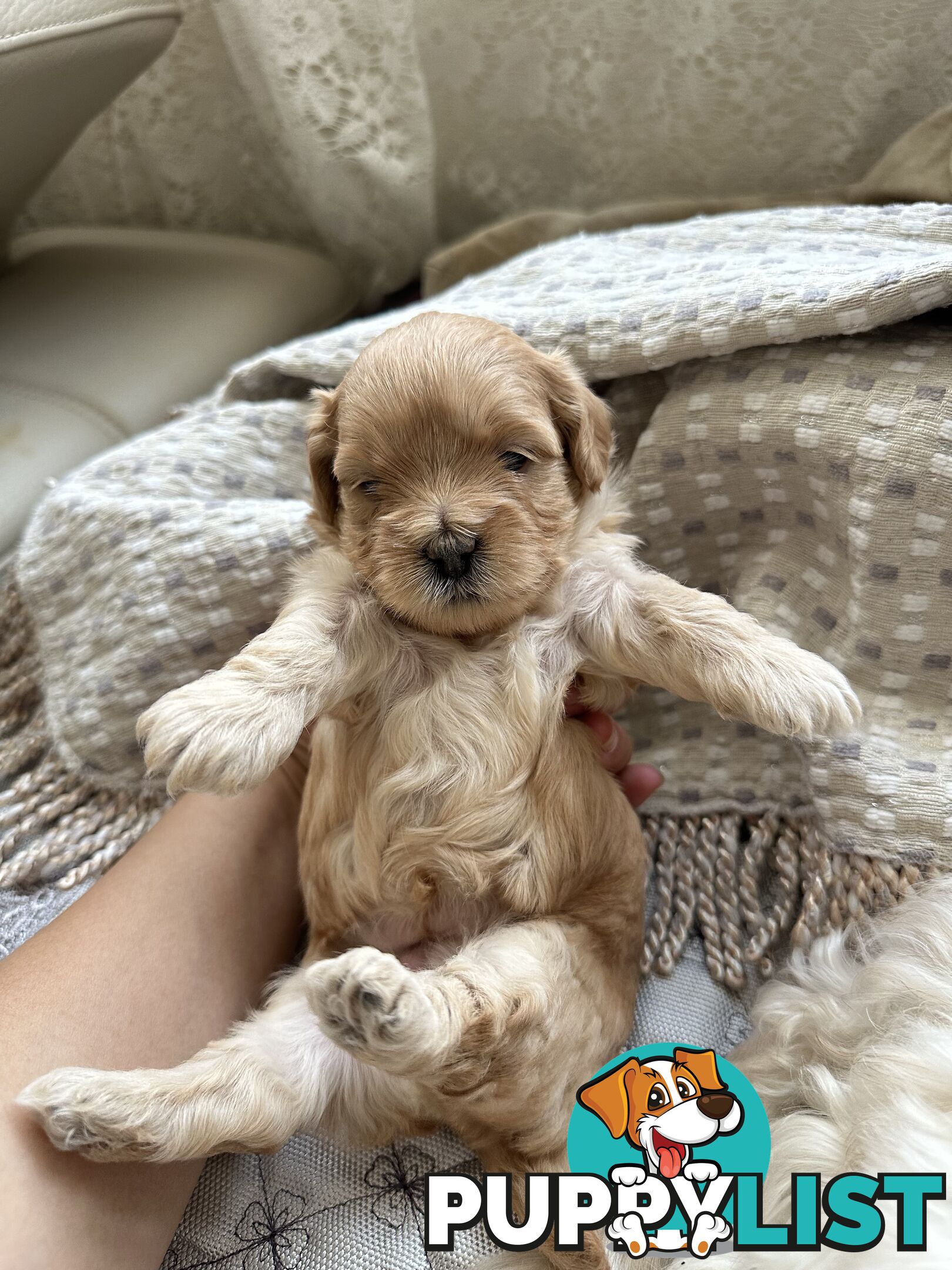 Maltipoo / moodle puppies for sale | Maltese + Toy Poodle