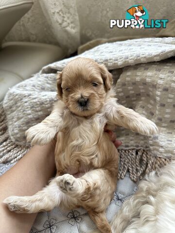 Maltipoo / moodle puppies for sale | Maltese + Toy Poodle