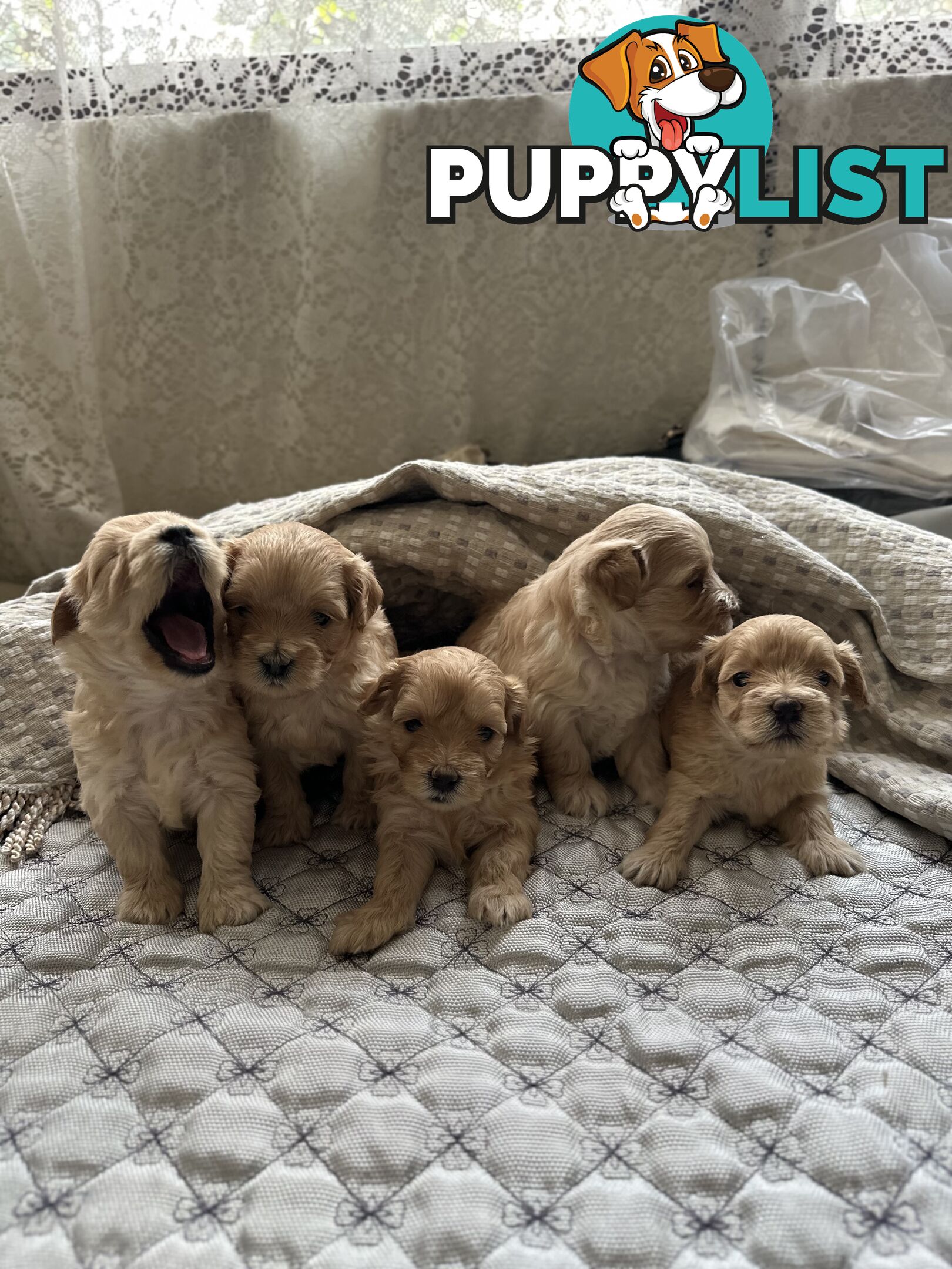 Maltipoo / moodle puppies for sale | Maltese + Toy Poodle