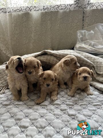 Maltipoo / moodle puppies for sale | Maltese + Toy Poodle