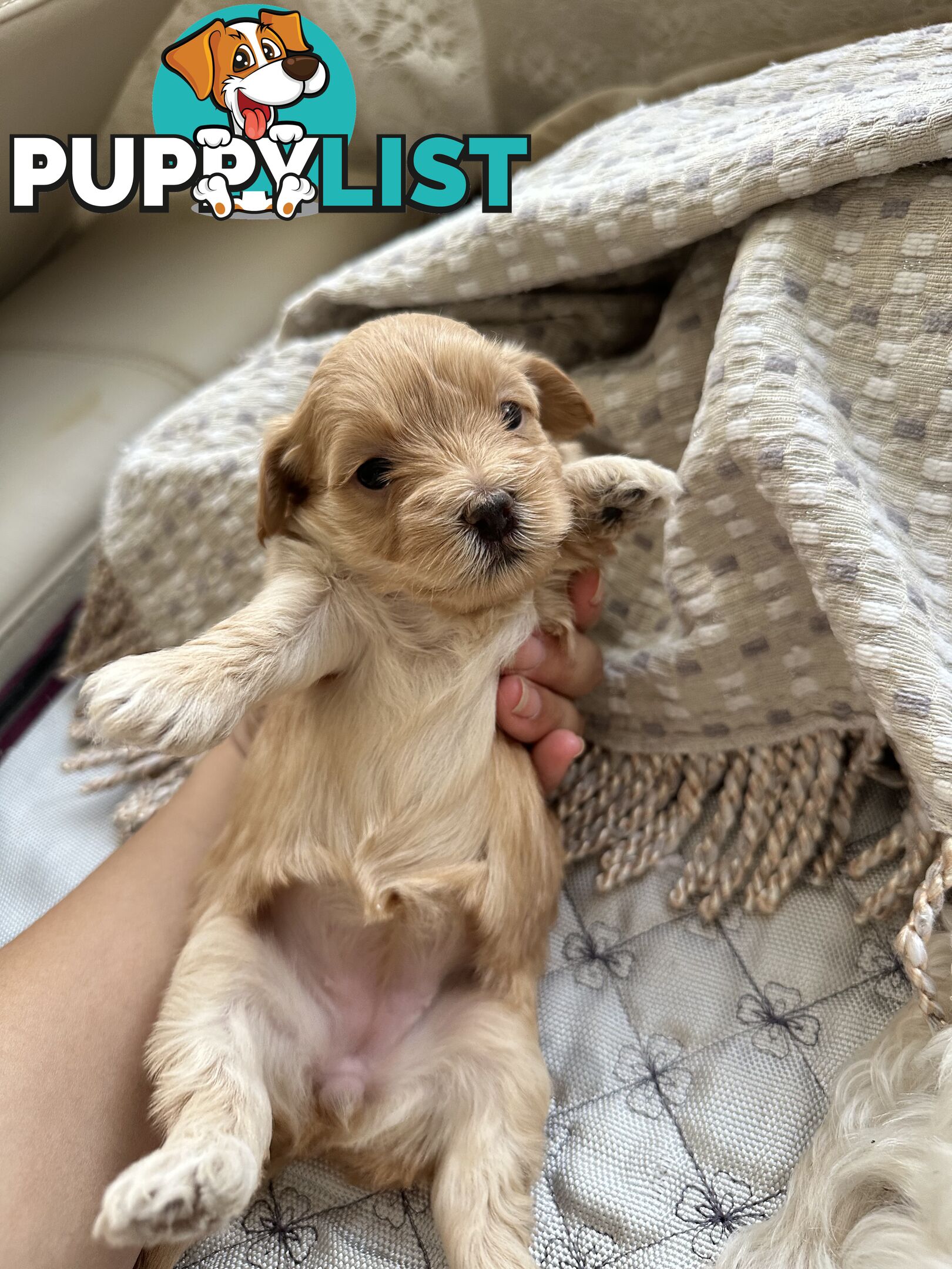 Maltipoo / moodle puppies for sale | Maltese + Toy Poodle