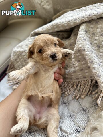 Maltipoo / moodle puppies for sale | Maltese + Toy Poodle