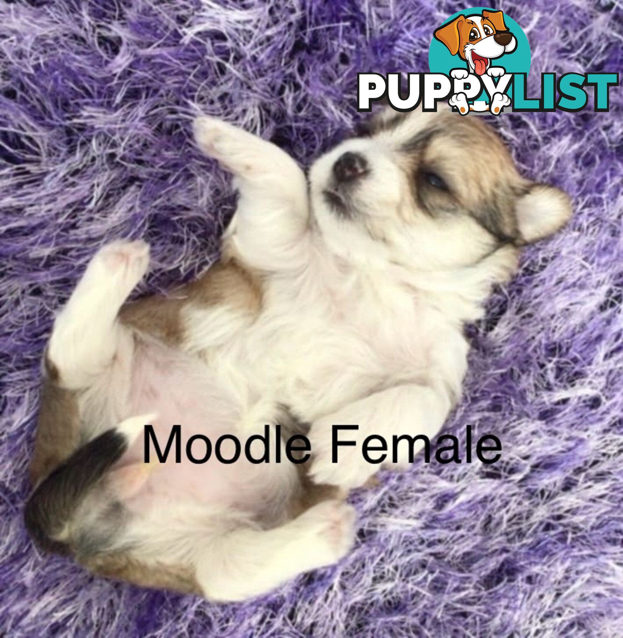 Morkies tea cup 5 Females