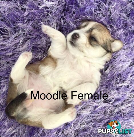 Morkies tea cup 5 Females