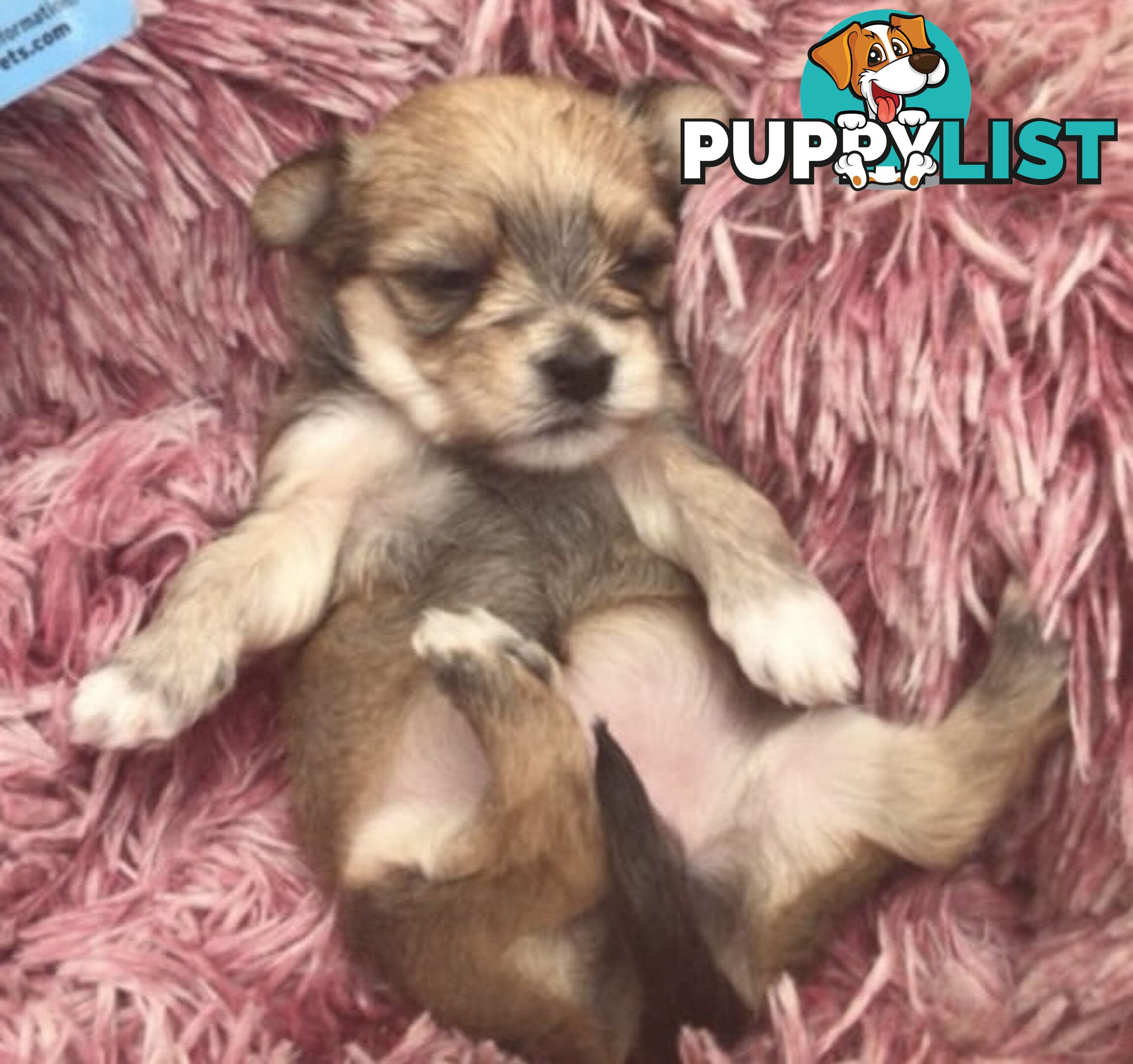Morkies tea cup 5 Females