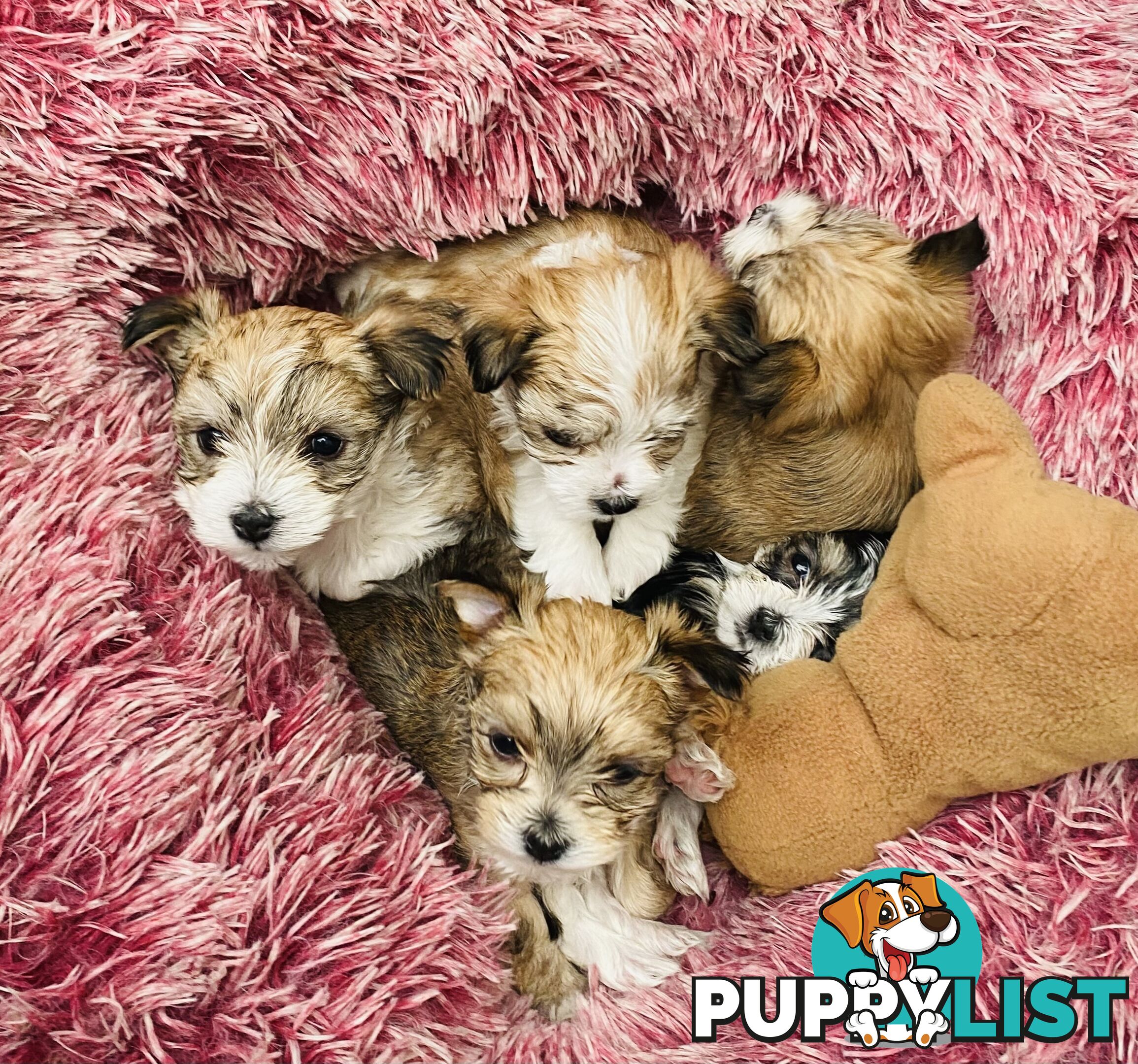 Morkies tea cup 5 Females