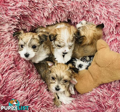 Morkies tea cup 5 Females