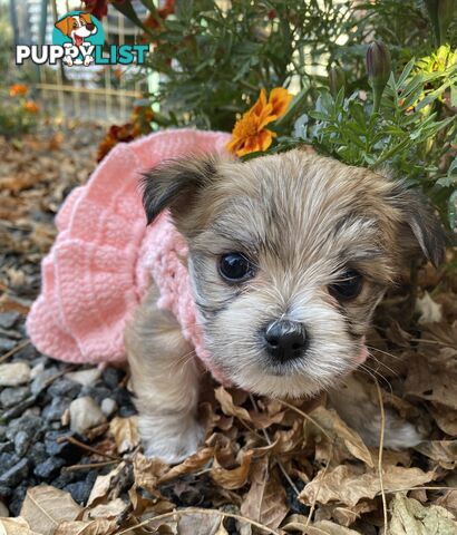 Morkies tea cup 5 Females