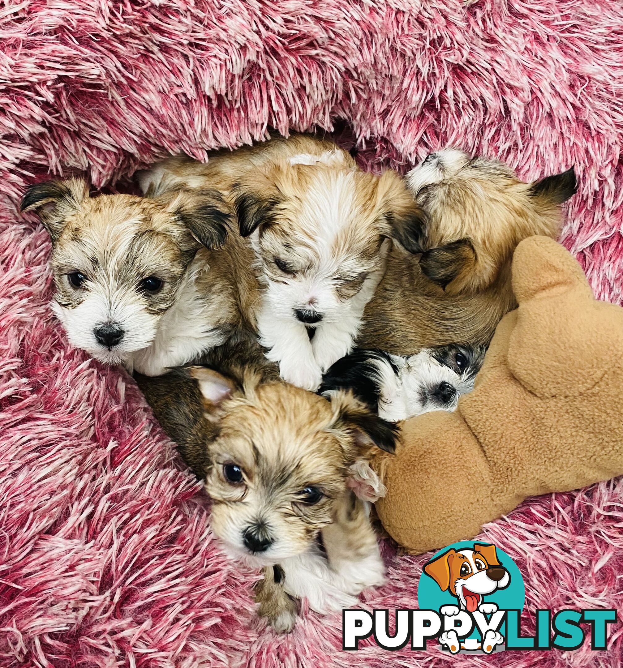 Morkies tea cup 5 Females