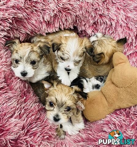 Morkies tea cup 5 Females