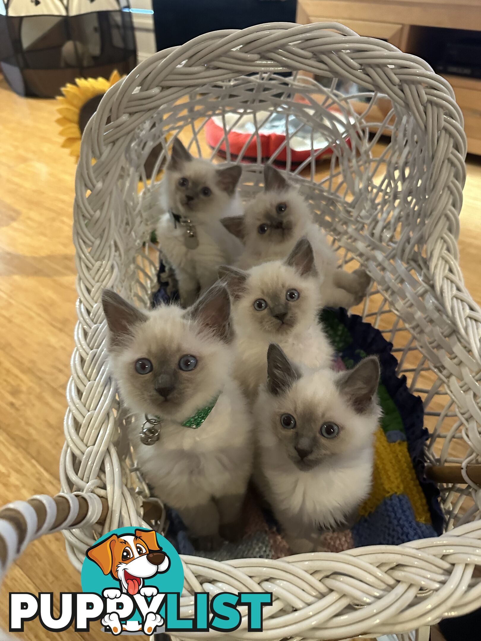 RAGDOLL PURE BRED BLUE POINT KITTENS