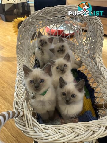 RAGDOLL PURE BRED BLUE POINT KITTENS