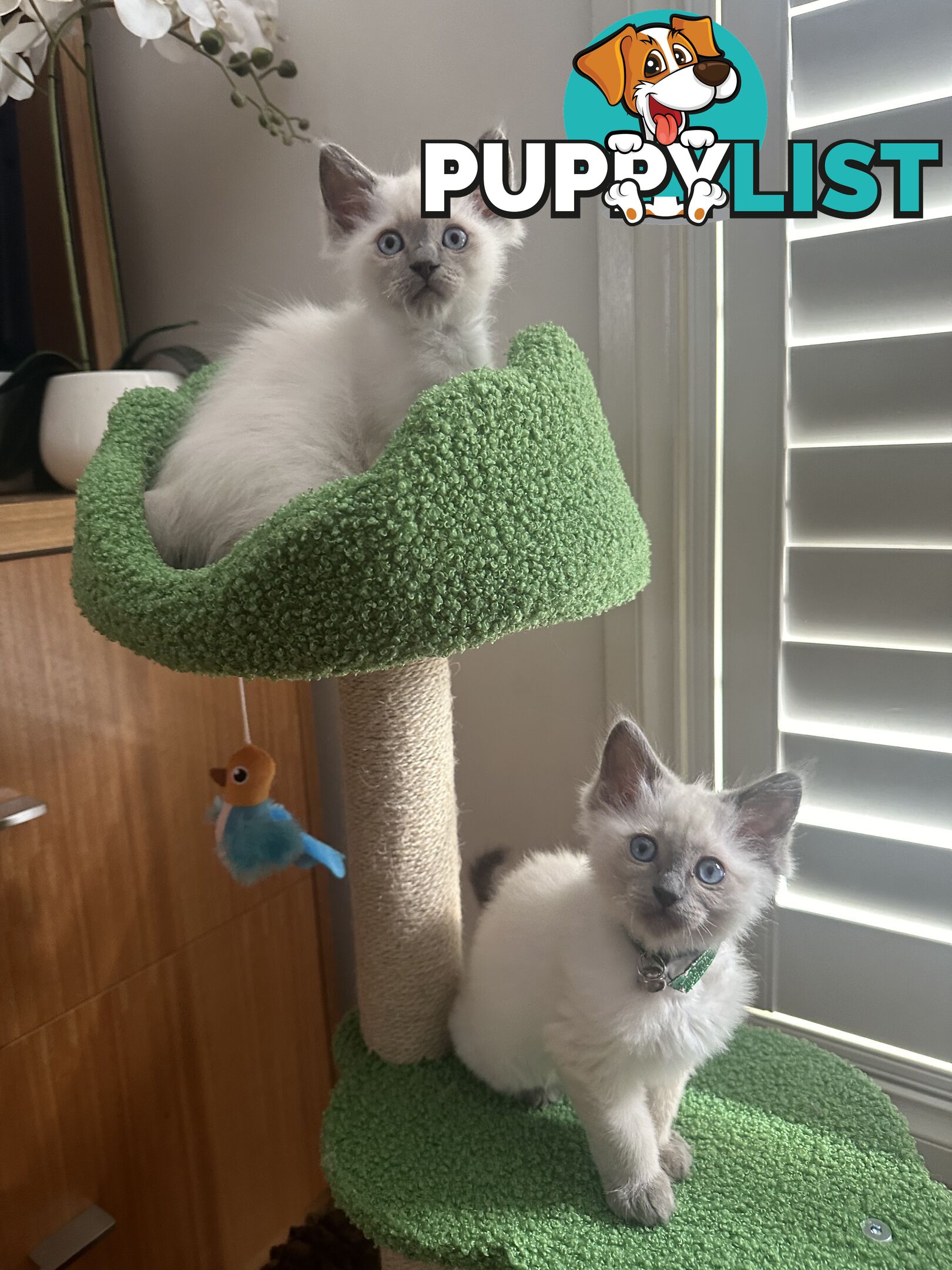 RAGDOLL PURE BRED BLUE POINT KITTENS