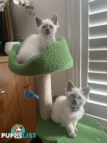 RAGDOLL PURE BRED BLUE POINT KITTENS