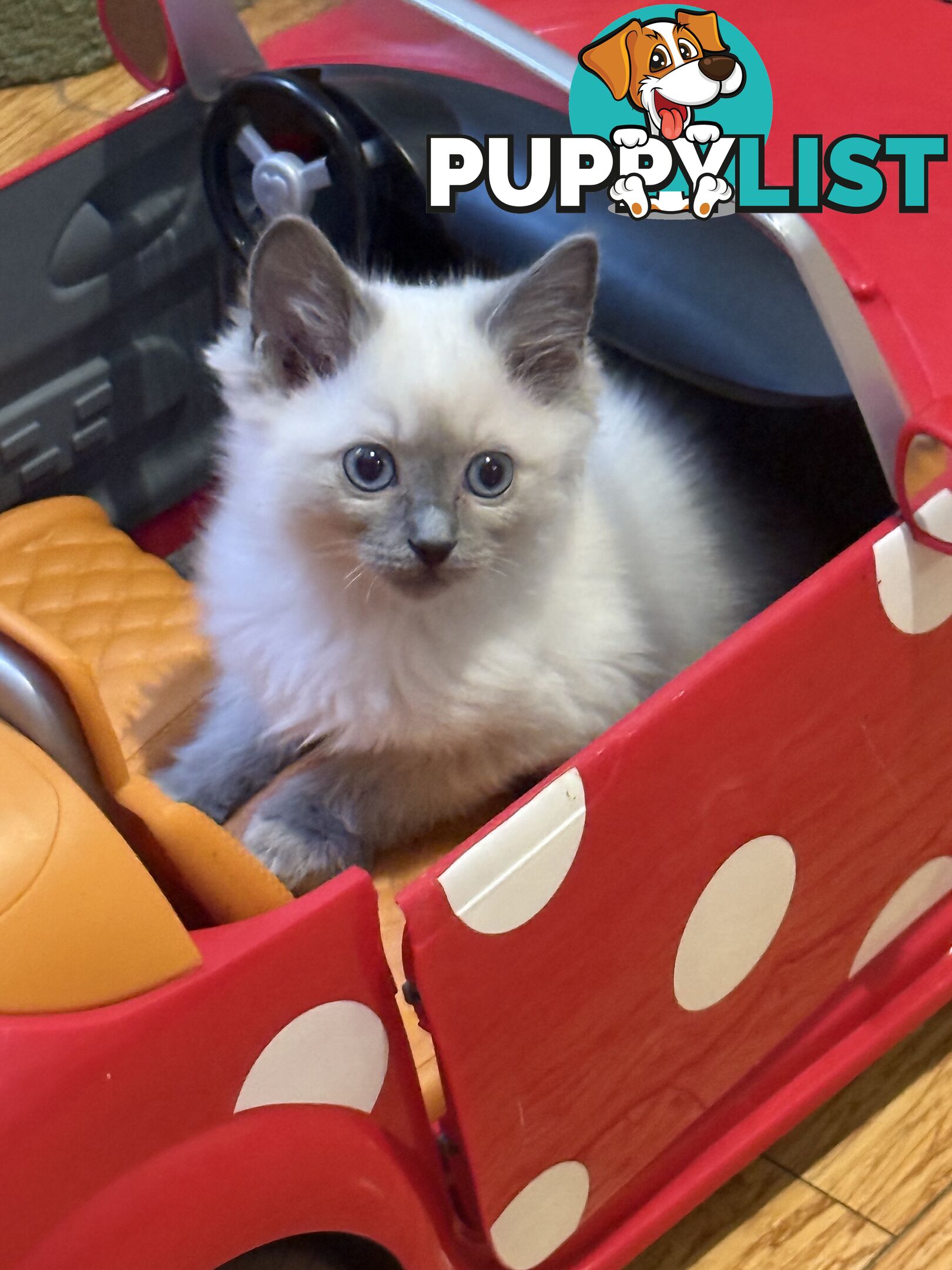 RAGDOLL PURE BRED BLUE POINT KITTENS