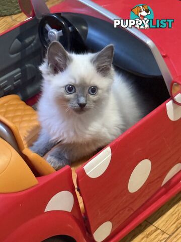 RAGDOLL PURE BRED BLUE POINT KITTENS