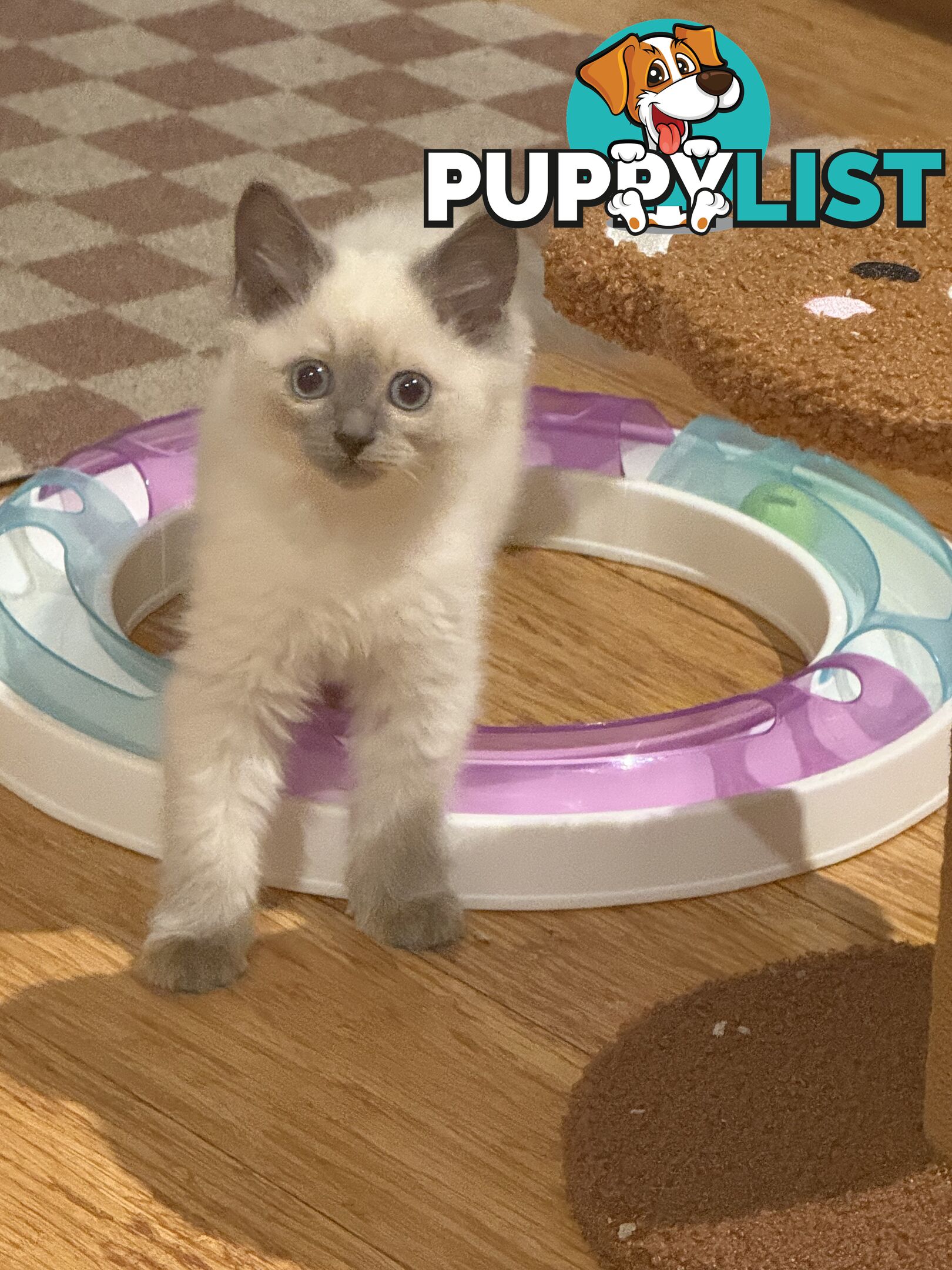 RAGDOLL PURE BRED BLUE POINT KITTENS