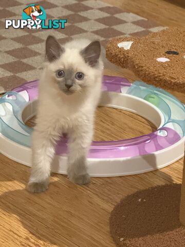 RAGDOLL PURE BRED BLUE POINT KITTENS