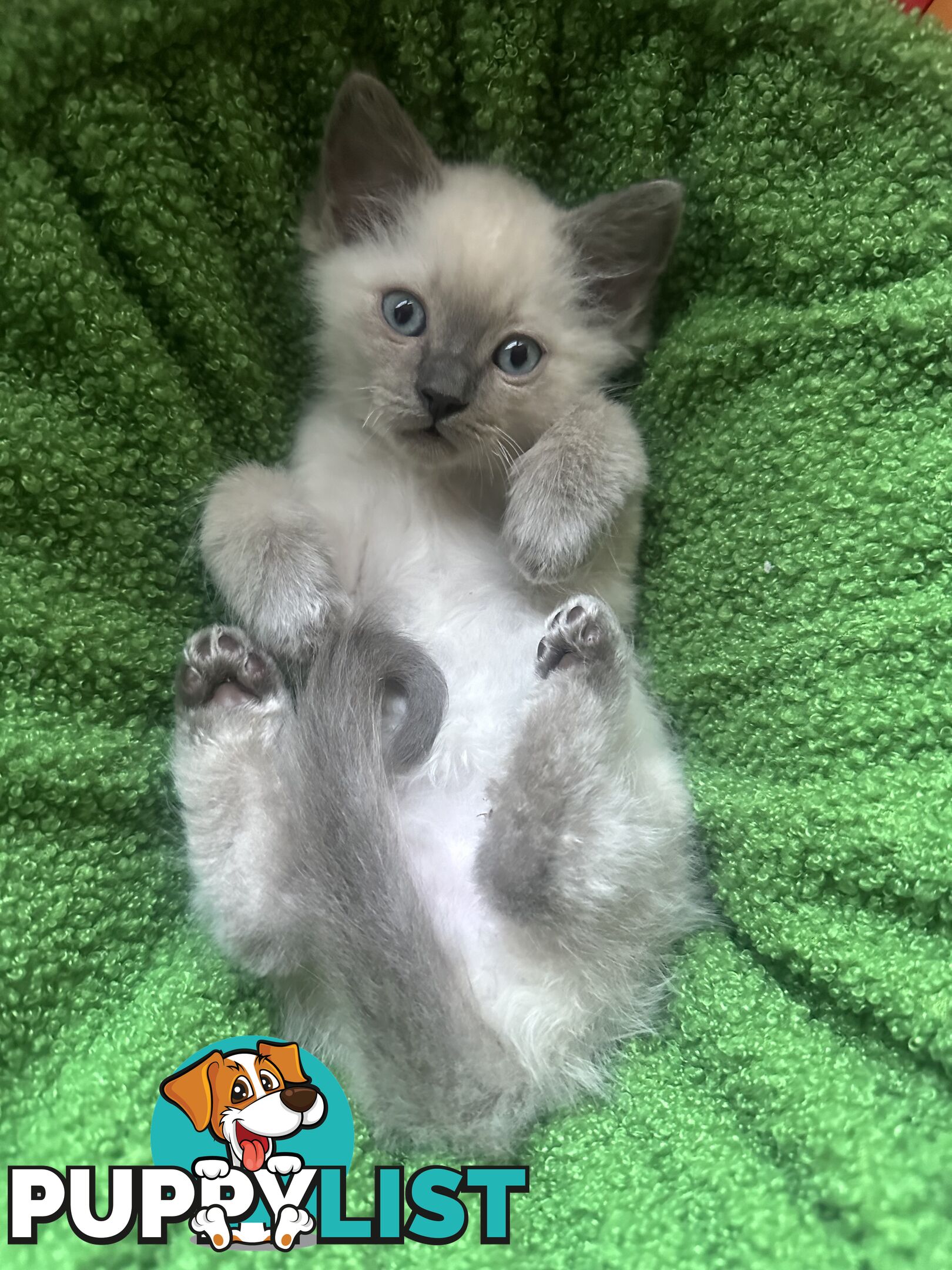 RAGDOLL PURE BRED BLUE POINT KITTENS