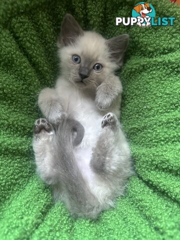 RAGDOLL PURE BRED BLUE POINT KITTENS