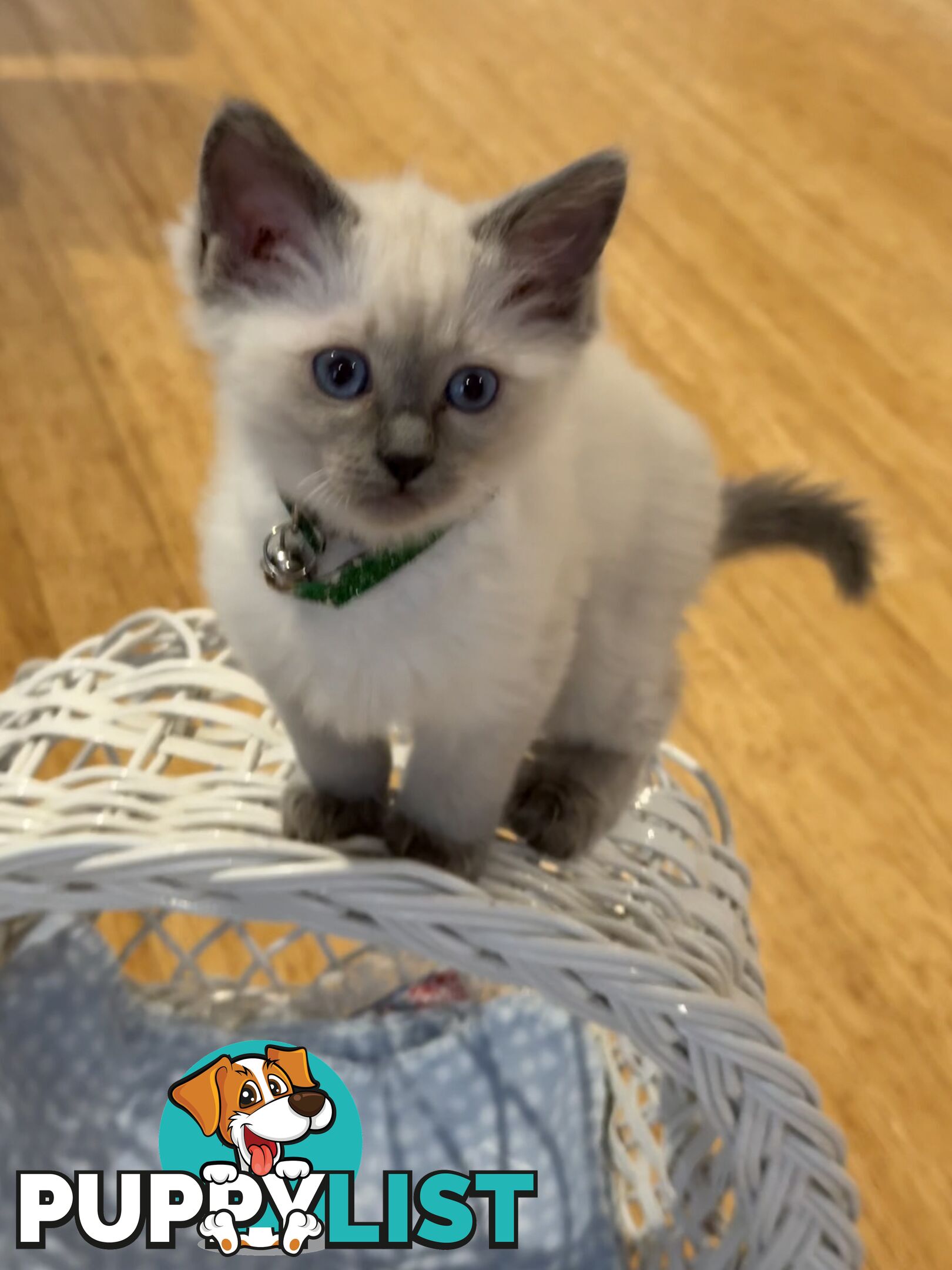 RAGDOLL PURE BRED BLUE POINT KITTENS