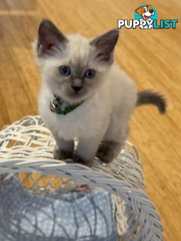 RAGDOLL PURE BRED BLUE POINT KITTENS