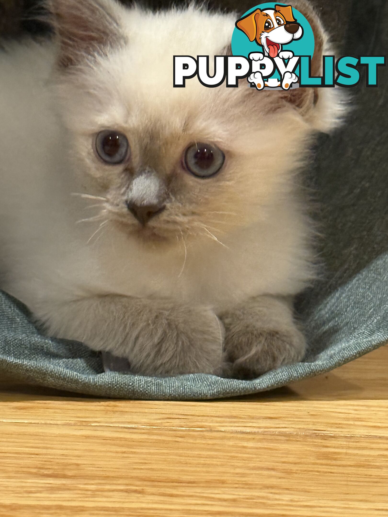 RAGDOLL PURE BRED BLUE POINT KITTENS