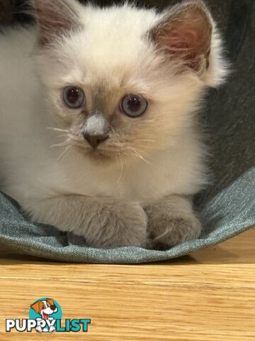 RAGDOLL PURE BRED BLUE POINT KITTENS