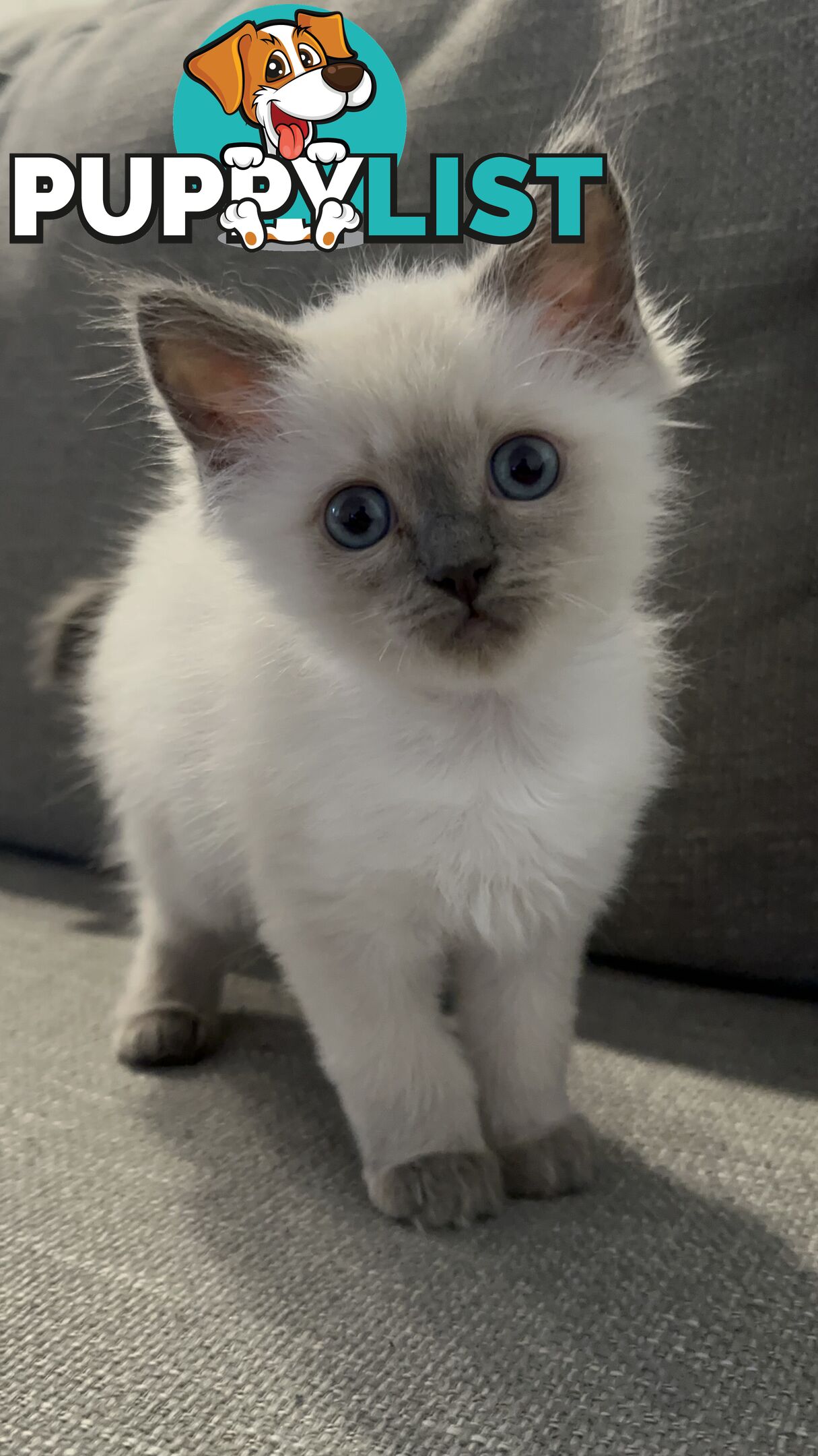 RAGDOLL PURE BRED BLUE POINT KITTENS