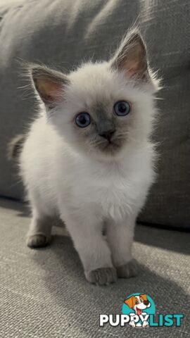 RAGDOLL PURE BRED BLUE POINT KITTENS