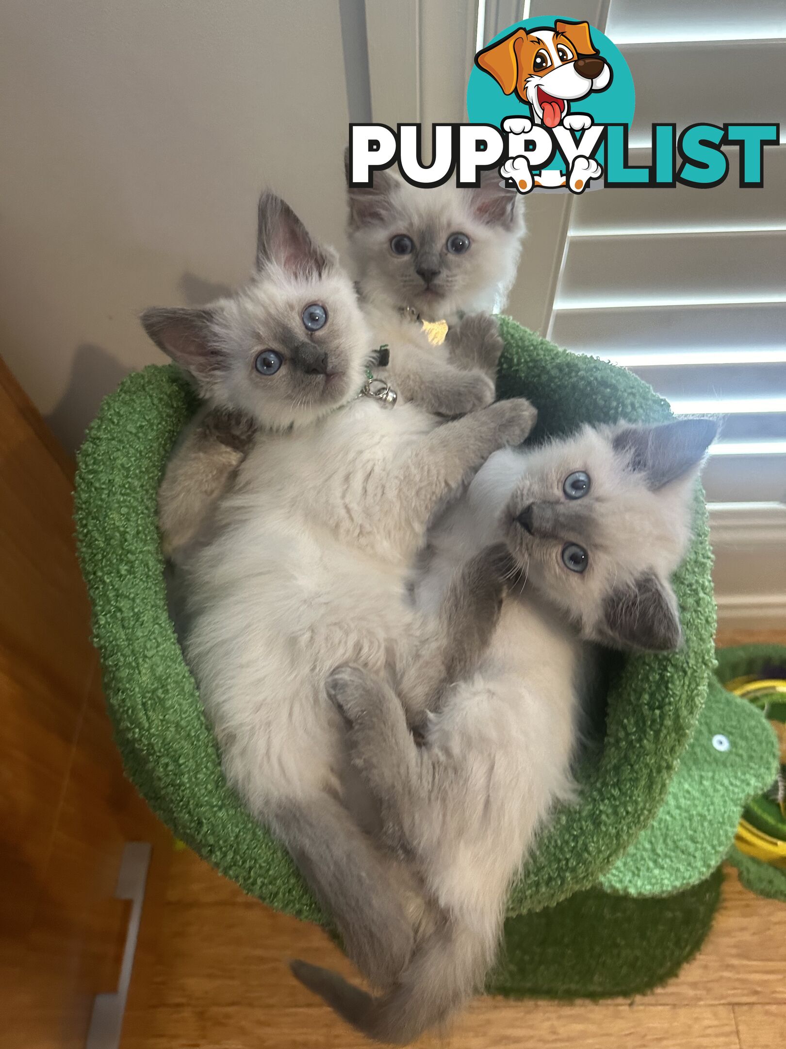 RAGDOLL PURE BRED BLUE POINT KITTENS