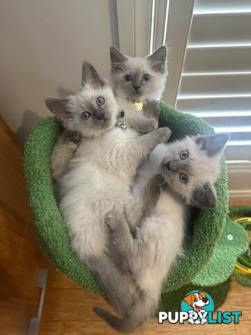 RAGDOLL PURE BRED BLUE POINT KITTENS