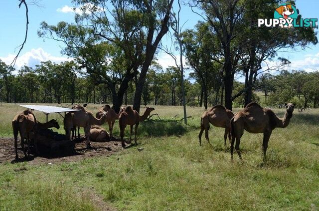 Upper Pilton QLD 4361