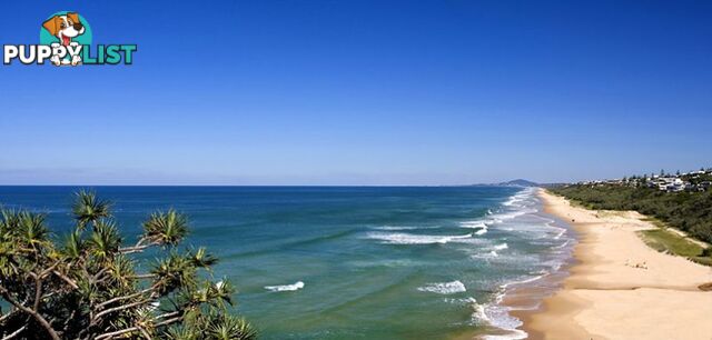 8 75 David Low Way Sunrise Beach QLD 4567