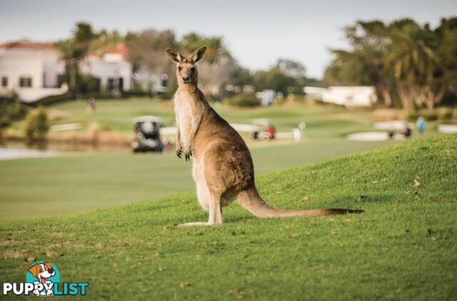 Hope Island QLD 4212