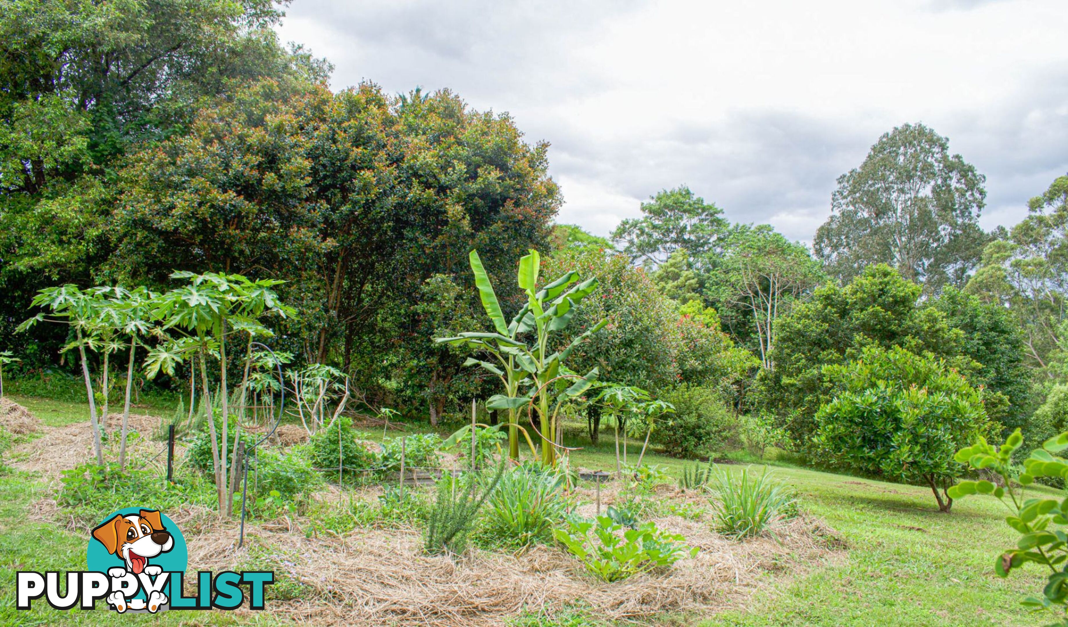 29 Basil Road Nimbin NSW 2480