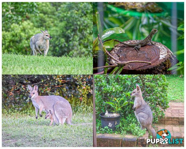 29 Basil Road Nimbin NSW 2480