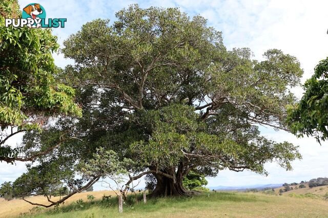 Lots 1 & 1 Sandy Creek Road Veteran QLD 4570