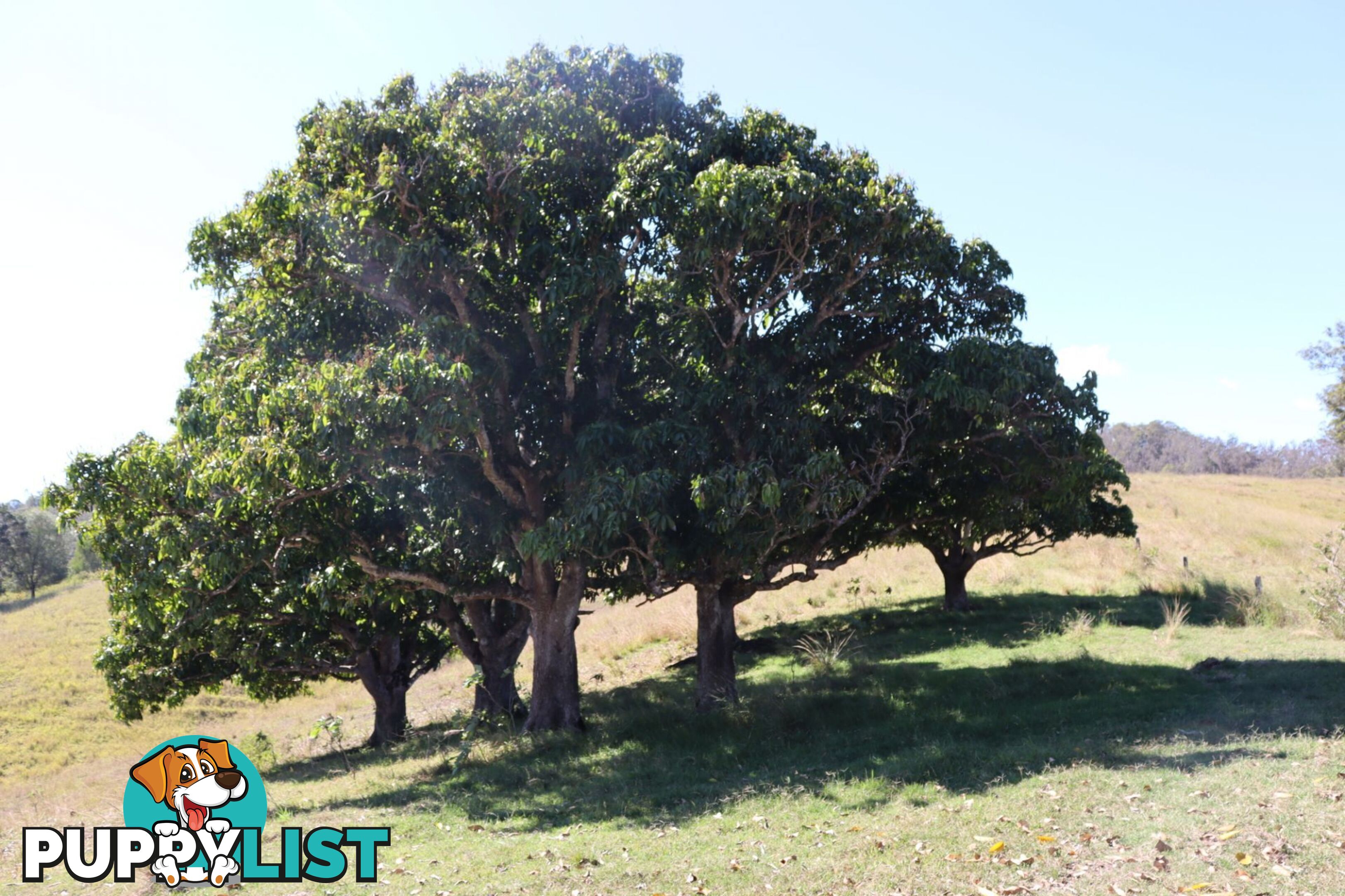 Lots 1 & 1 Sandy Creek Road Veteran QLD 4570