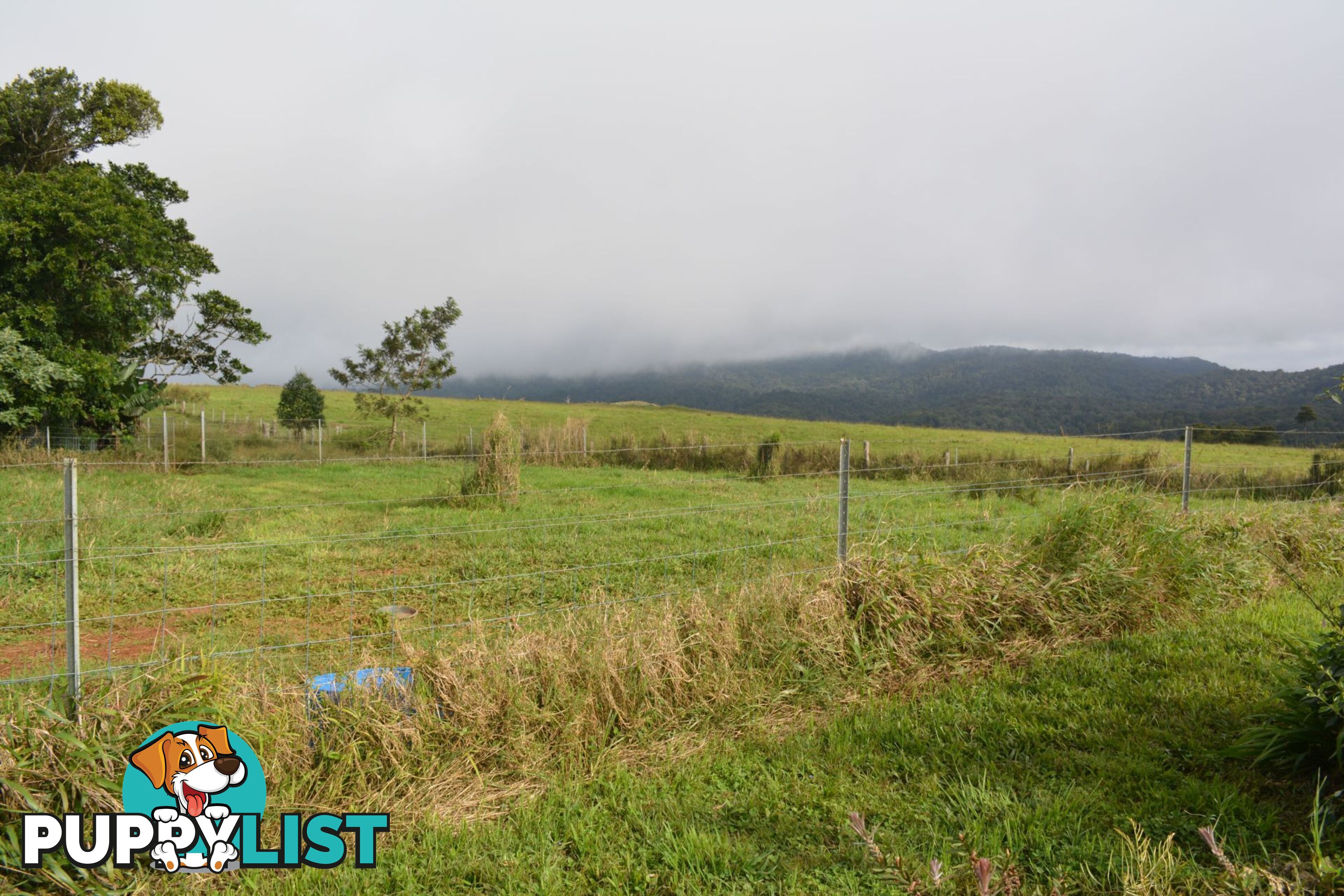 337 East Evelyn Road Millaa Millaa QLD 4886