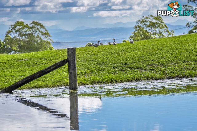 Tamborine Mountain QLD 4272